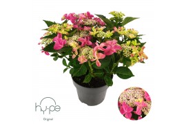 Hydrangea macrophylla lacecap pink 10+,10 bl.,roze,10 bl.,roze,10 bl.,