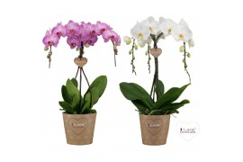 Phalaenopsis duetto ornamento mix 3 tak