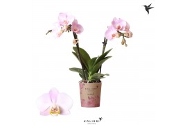 Phalaenopsis multiflora roze 2 tak florida kolibri orchids