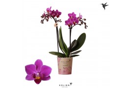 Phalaenopsis multiflora paars 2 tak basel kolibri orchids