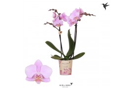 Phalaenopsis multiflora roze 2 tak ecuador kolibri orchids