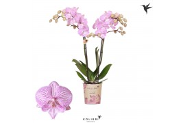 Phalaenopsis multiflora roze kolibri orchids 2 tak big lip