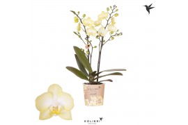 Phalaenopsis multiflora geel 2 tak colombia kolibri orchids