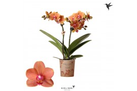 Phalaenopsis multiflora oranje 2 tak bolzano kolibri orchids