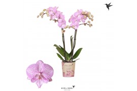 Phalaenopsis multiflora roze 2 tak germany kolibri orchids
