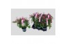 Jasminum polyanthum (roze) 300 bl.,rood
