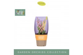 Calanthe Garden Orchids 3+ Mix