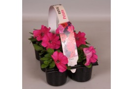Petunia roze 6-pack