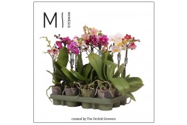 Phalaenopsis multiflora mix 1 tak mimesis