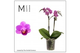 Phalaenopsis multiflora violet queen 2 tak mimesis