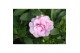 Calibrachoa minifamous double pink decorum 