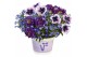Overig perkplanten Checkies Caledonia Blue-DeepBlue-Purple 