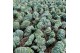 Cactus myrtillocactus geometrizans crestato collection in potcover 