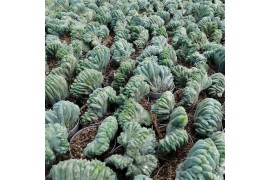 Cactus myrtillocactus geometrizans crestato collection in potcover