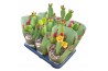 Opuntia ficus-indica inamoena in potcover with handle