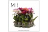 Phalaenopsis multiflora mix 2 tak mimesis