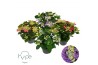Hydrangea macrophylla lacecap mix 7+