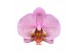 Phalaenopsis formation Phal. Formation - 3 spike 12cm,20 bl.,3 tak/pln 