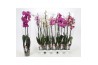 Phalaenopsis mix 2-tak A2 mix 70 cm 10 bl.