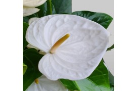 Anthurium andr. alaska 5-7 bloem