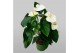 Anthurium andr. alaska 5-7 bloem 