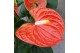 Anthurium andr. madural orange royal 6-8 bloem 