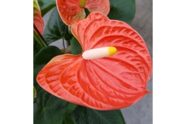 Anthurium andr. madural orange royal 6-8 bloem