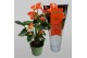 Anthurium andr. madural orange royal 6-8 bloem 