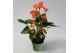 Anthurium andr. madural orange royal 6-8 bloem 