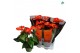 Anthurium andr. madural orange royal 6-8 bloem 