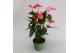 Anthurium andr. pink royal 6-8 bloem 