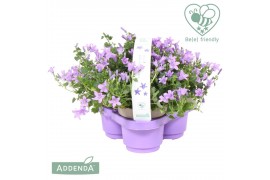 Campanula ambella lavender 3-pack addenda