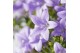 Campanula ambella lavender 3-pack addenda 