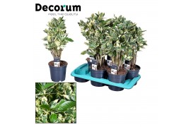 Codiaeum variegatum eburneum vertakt decorum