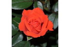 Rosa calibra kordana oranje