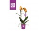 Phalaenopsis multiflora oranje 2 tak bo colours las vegas
