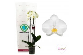 Phalaenopsis oxford 2 tak 75cm - less plastic