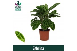 Calathea zebrina Decorum