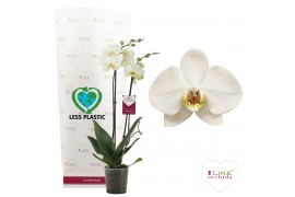 Phalaenopsis london 2 tak 65cm - less plastic