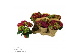 Hydrangea macr. hi fire red By Nature 10cm Rood 3-5 bloemen 3 bl.