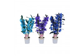 Dendrobium star class apollon kleurbehandeld 2 tak colour blue/purple/
