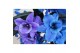 Dendrobium star class apollon kleurbehandeld 2 tak colour blue/purple/ 
