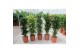 Dracaena fragr. mix 3 soorten vertakt 