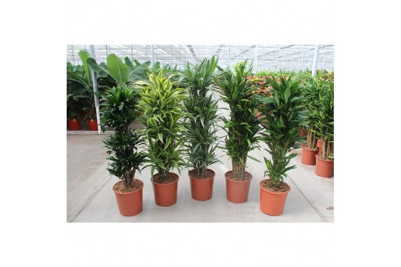Dracaena fragr. mix 3 soorten vertakt 