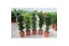 Dracaena fragr. mix 3 soorten vertakt mixlaag