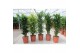 Dracaena fragr. mix 3 soorten vertakt 