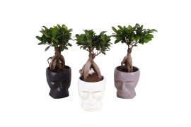 Ficus microcarpa ginseng 12cm in 15cm graphic face pot