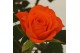 Rosa orange jewel Rosa Orange Jewel Beau Monde (10,5 cm) met bijsteker 