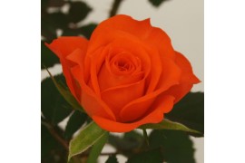 Rosa orange jewel Rosa Orange Jewel Beau Monde (10,5 cm) met bijsteker