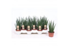 Sansevieria bacularis mikado